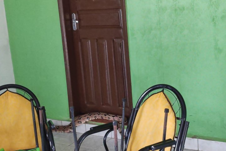 Imagem Cobras invadem residências em Altos