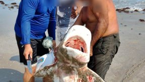 Imagem Pescadores capturam e matam tubarão na Praia do Coqueiro