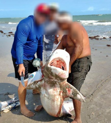 Imagem Pescadores capturam e matam tubarão na Praia do Coqueiro